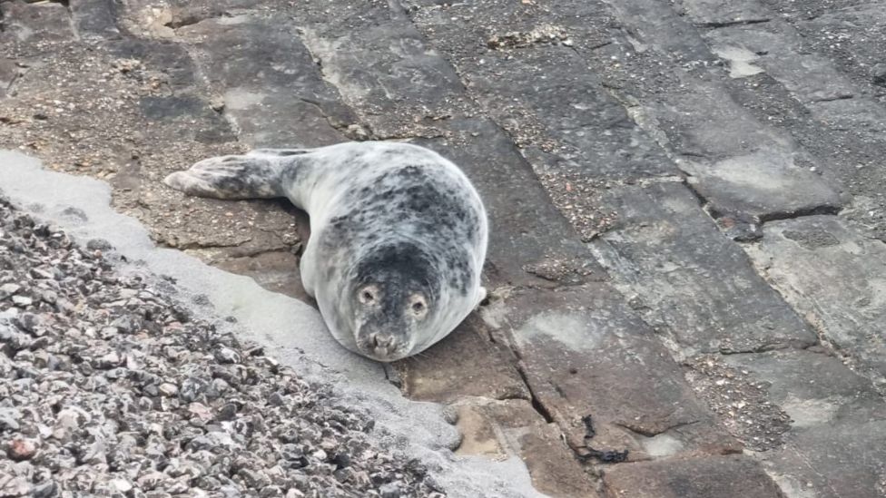 A seal lay on the ground