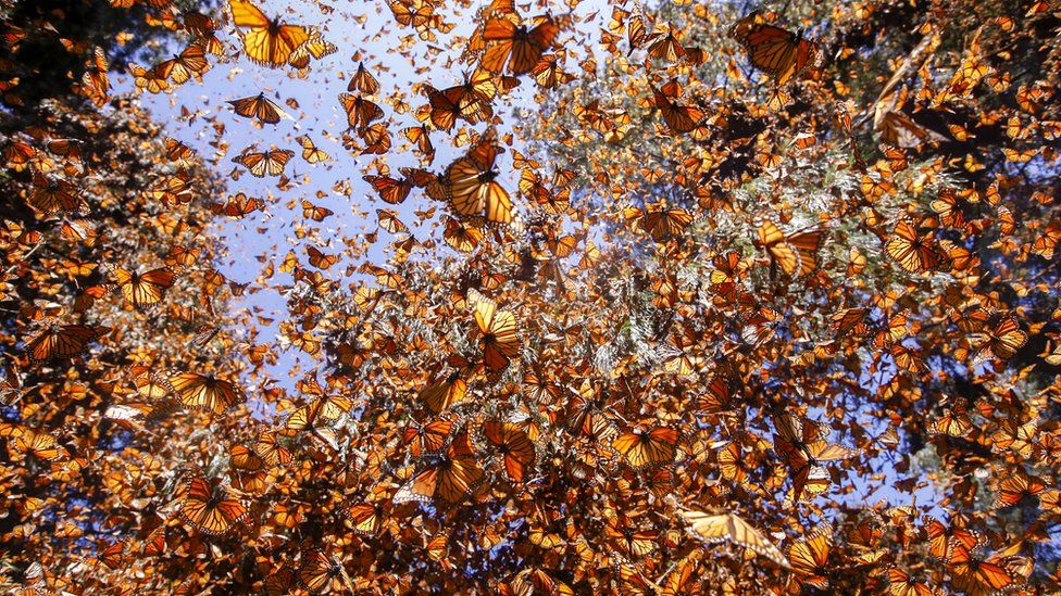 Monarch butterflies flying to their winter habitat in Oyamel pine forests