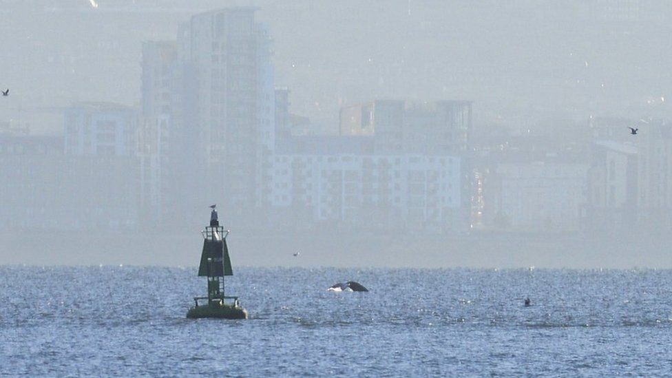 humpback whale in the Firth of Forth