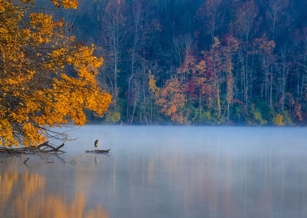 A heron stands on the edge of a lake, with autumnal trees in the background. Exton, Pennsylvania, USA