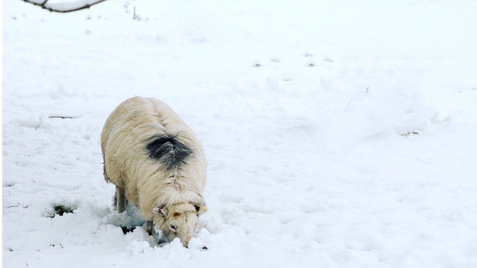 Sheep in snow