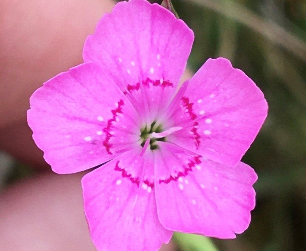Maiden Pink