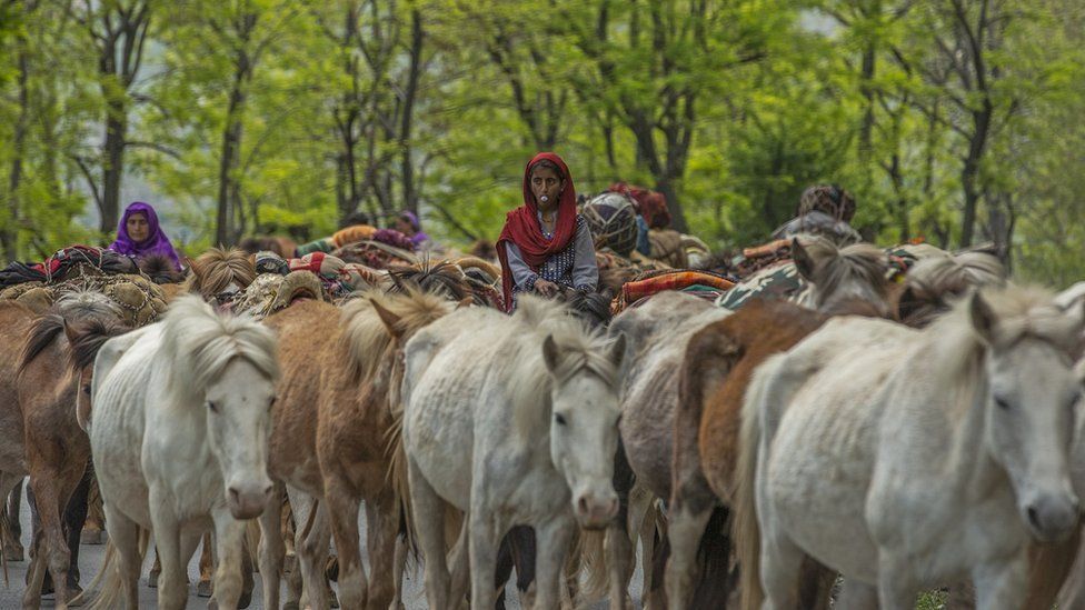 A girl rides a horse with cattle on the Srinagar-Jammu national highway while heading back to the warmer plains ahead of winter.