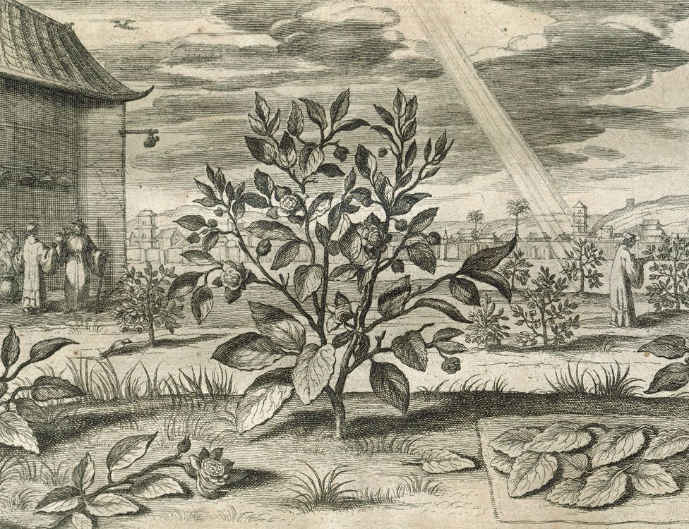An engraving showing the tea plant, Camellia sinensis, in China