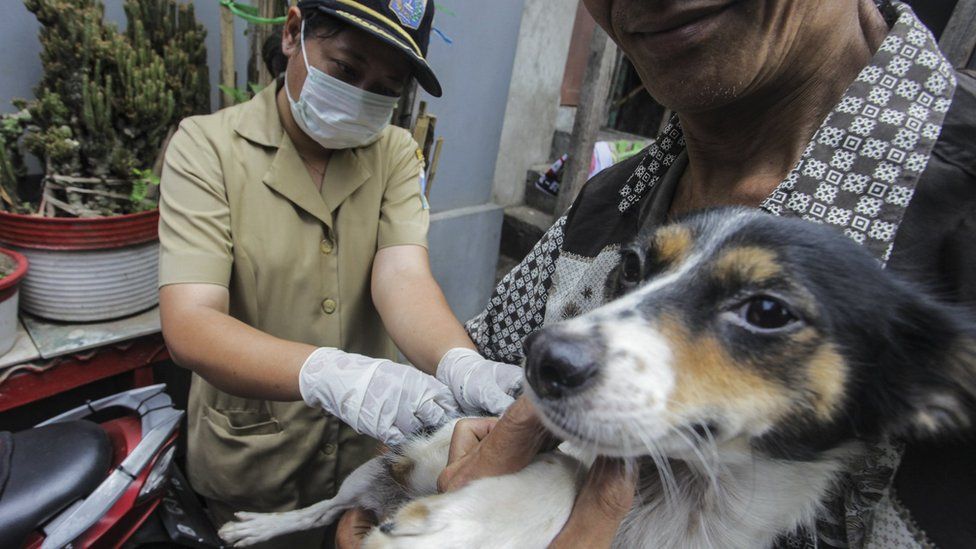 Mengapa Kucing Sering Dianggap Cuek Dan Tidak Ramah Bbc News