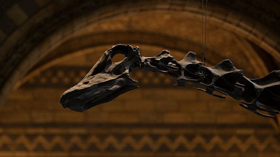 Dippy The Dinosaur Exhibition Arrives In Coventry Bbc Newsround