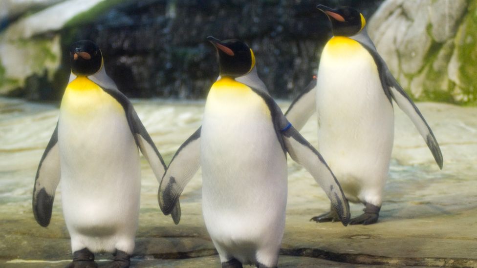 King penguins at Berlin Zoo, 2019