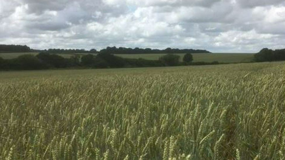 Wheat field