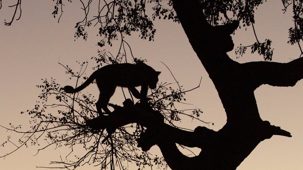 South Africa: Toddler killed by leopard in Kruger National Park - BBC News