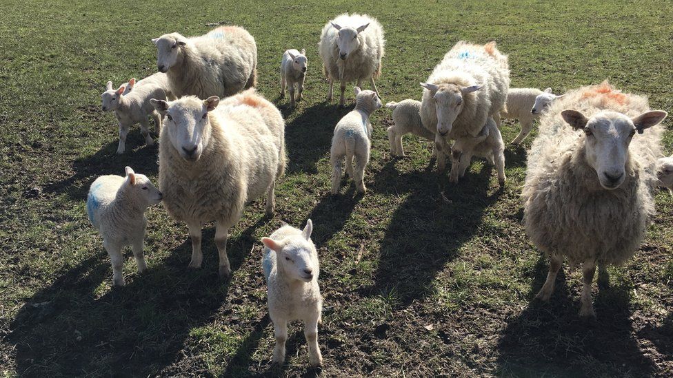 Lambs enjoy the sunshine near Llandudno, Conwy county