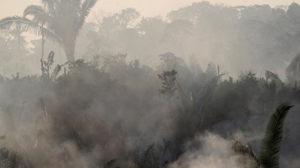 Smoke rising through the rainforest