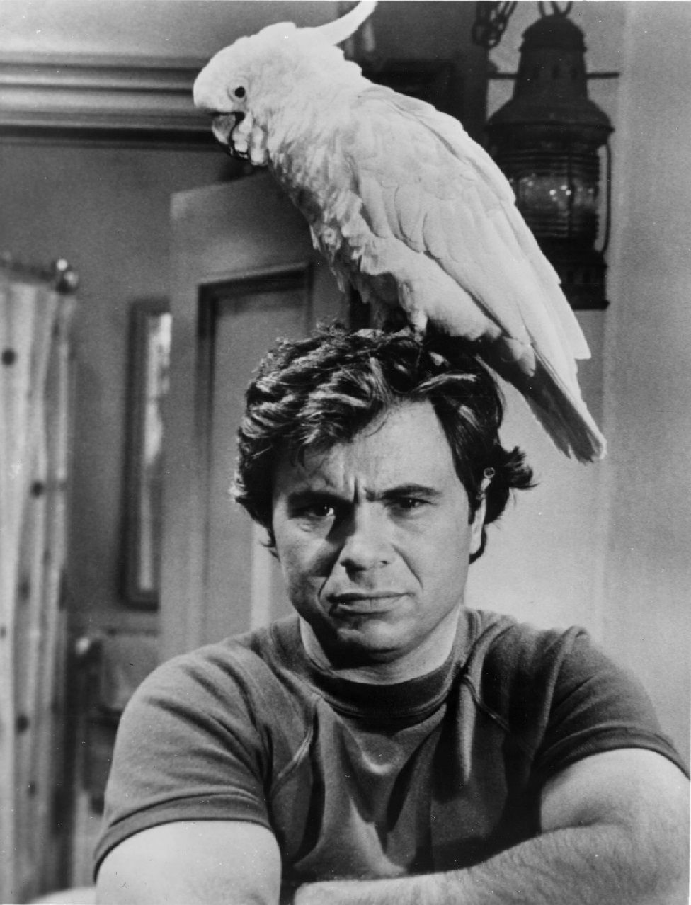 Актер Роберт Блейк стоит с экзотической птицей на голове в кадре из криминального телесериала «Баретта», 1976 год.