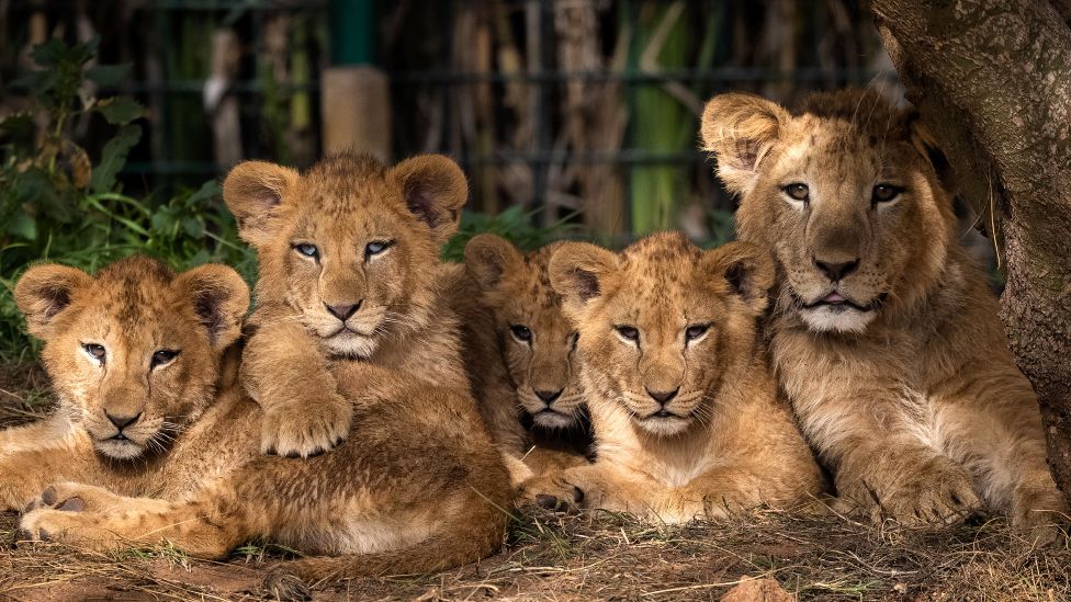 Barbary lion cubs in Rabat, Morocco - Wednesday 2 February 2022