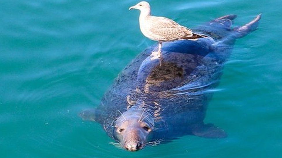 Seal and a seagul in Ardglass