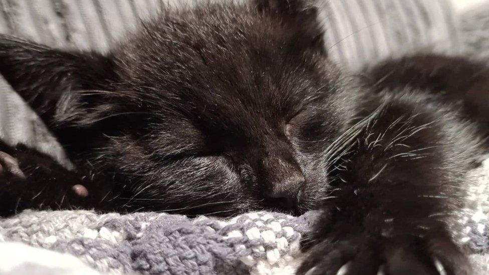 Somerset cat home safe after Bristol Airport coach trip - BBC News