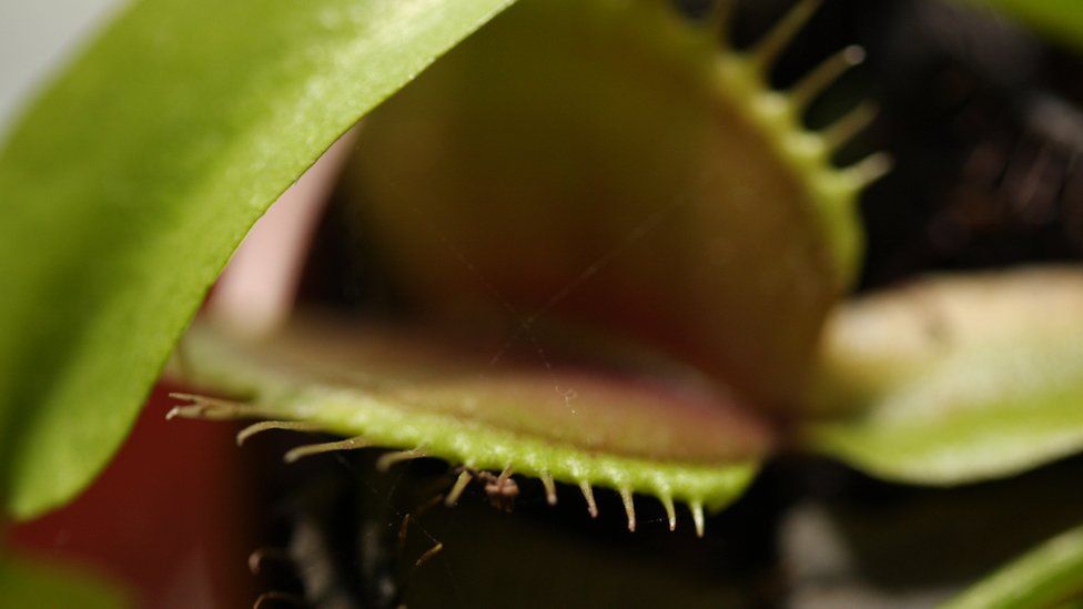 Do Venus flytraps know maths? BBC Newsround