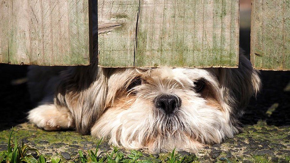 Dog looking under a fence