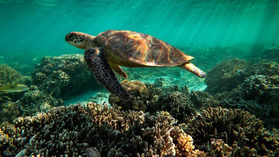 A turtle in the great barrier reef