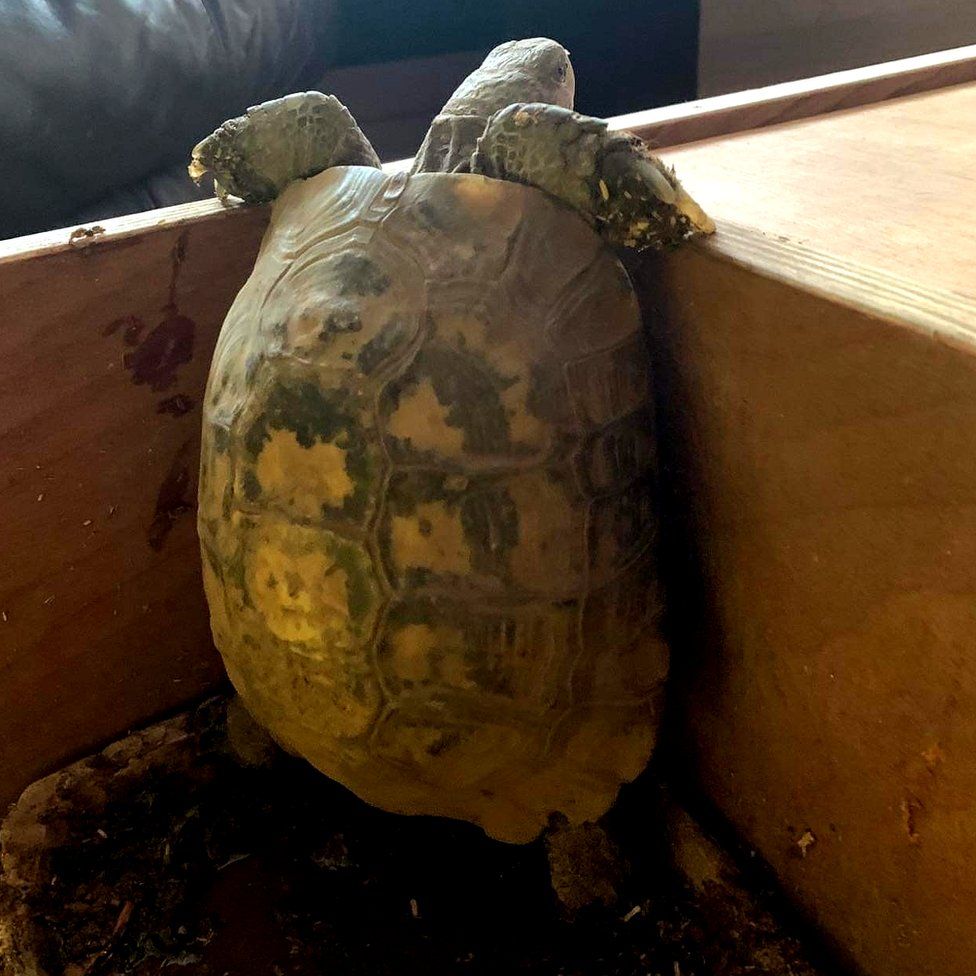 Thornton-Cleveleys tortoise reunited with owner after four years - BBC News