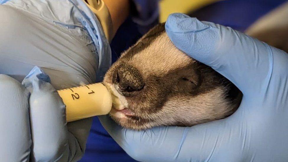 Badger cub being hand-fed