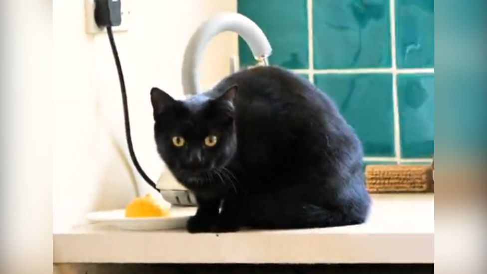 Juno, who is a black cat with yellow eyes. She is perched on the side of a kitchen, looking towards the camera.