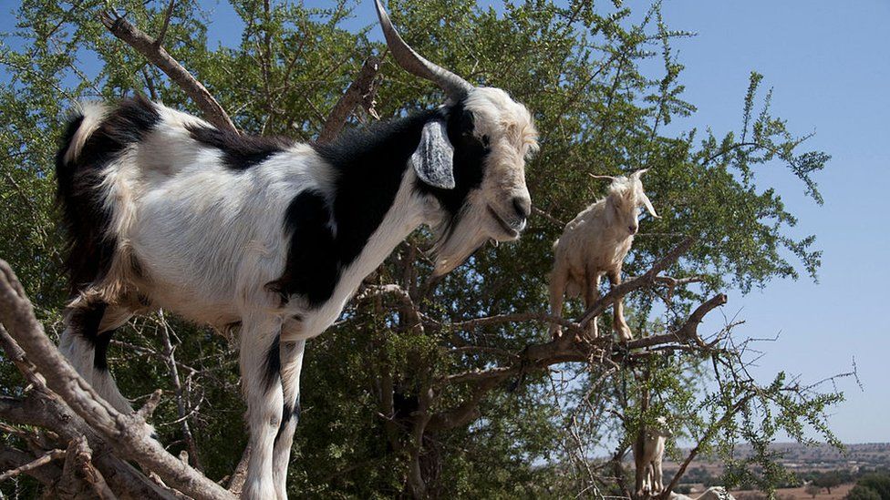 Goat on a tree