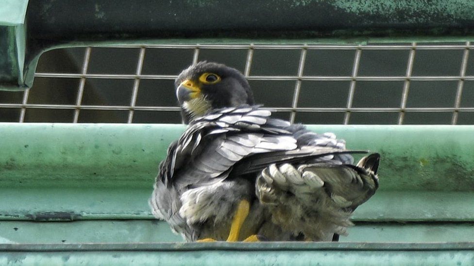 Peregrine falcon in Loughborough