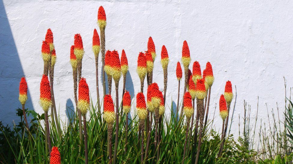 Red-hot pokers