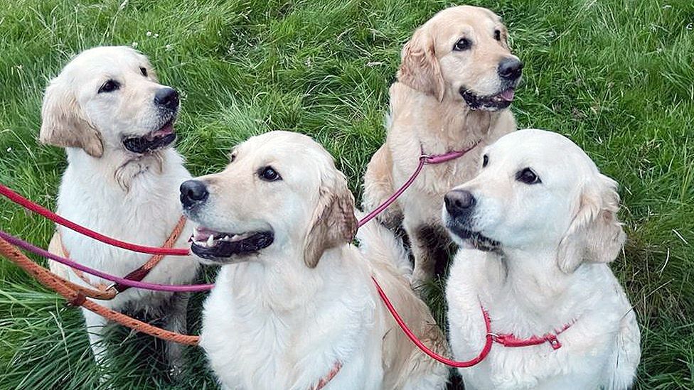 Hundreds of golden retrievers gather in Highlands - BBC News