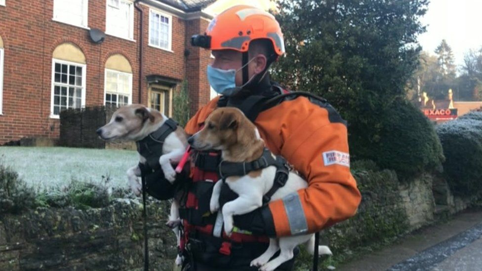 Rescue worker with dogs