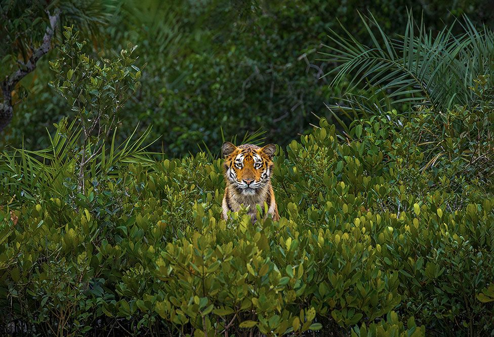 A young Royal Bengal tigress stands among mangrove bushes in the Sundarbans Biosphere Reserve, India