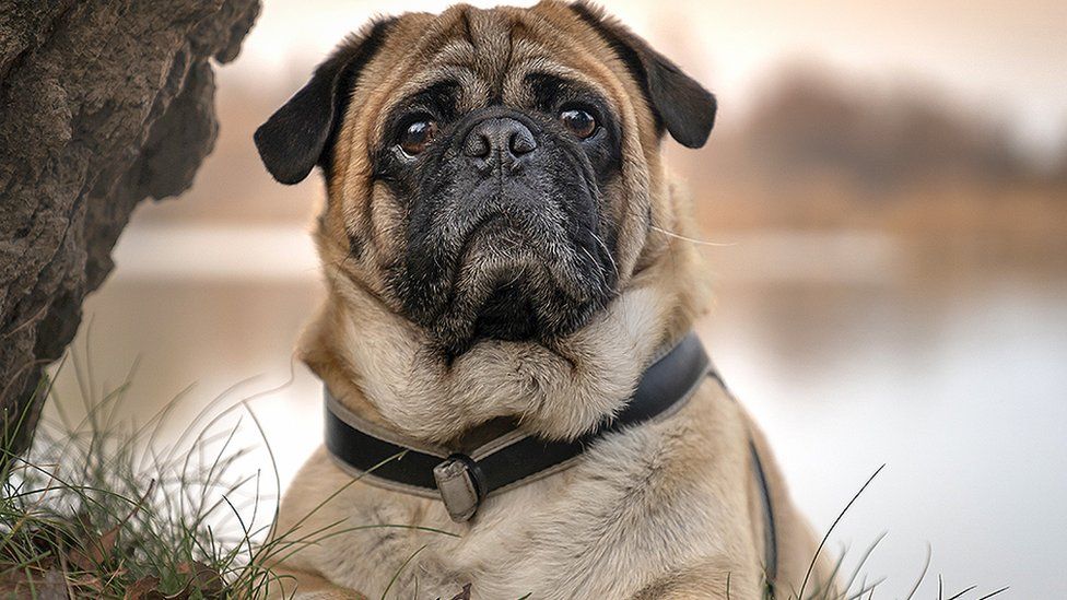 Pug health so poor it 'can't be considered a typical dog' - study - BBC