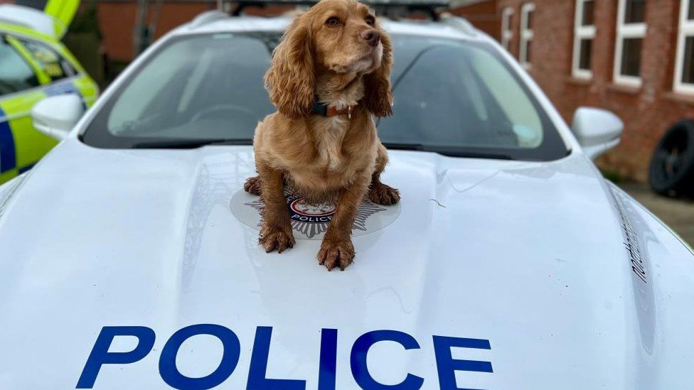 Small brown dog with a red collar sitting on top of a police car bonnet