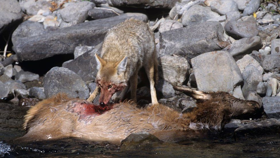 Coyote with prey (c) Science Photo Library