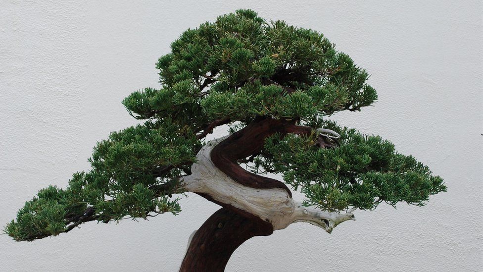 Bonsai Theft Japanese Couple Robbed Of 400 Year Old Tree Bbc News