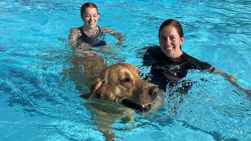 Dog swimming in a pool with its owners