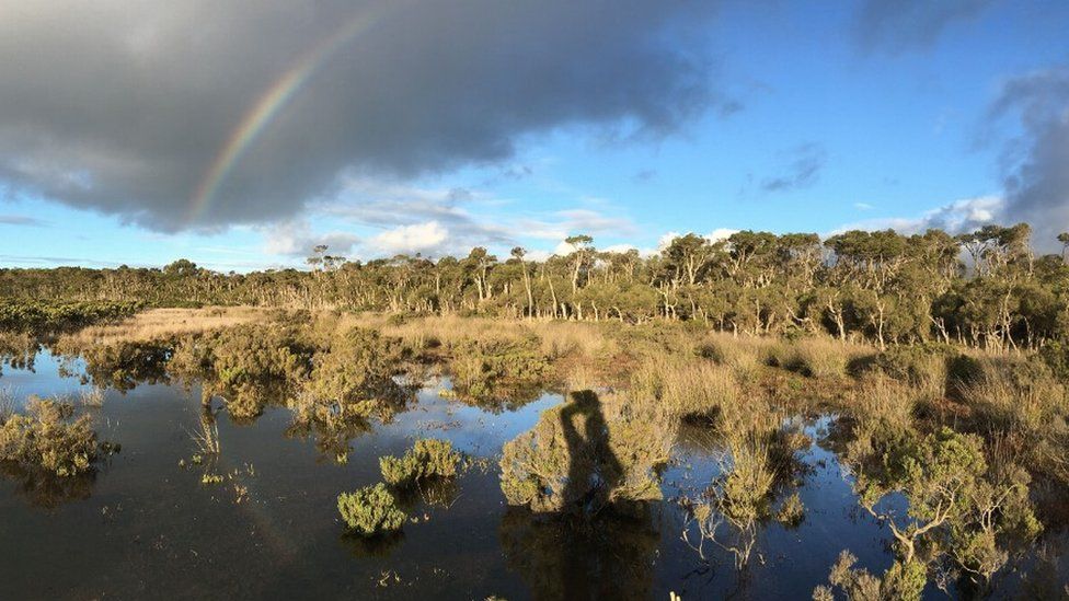 Saltmarsh in Westernport, Victoria (c) University of Wollongong