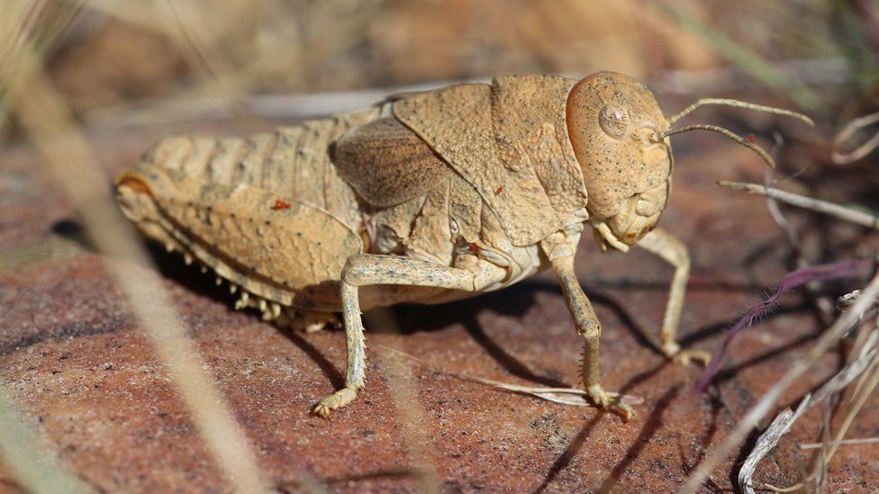 Crau plain grasshopper