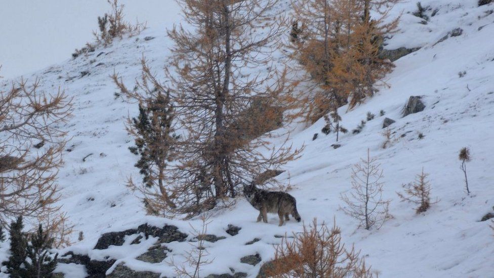 Файловый рисунок волка в Альпах