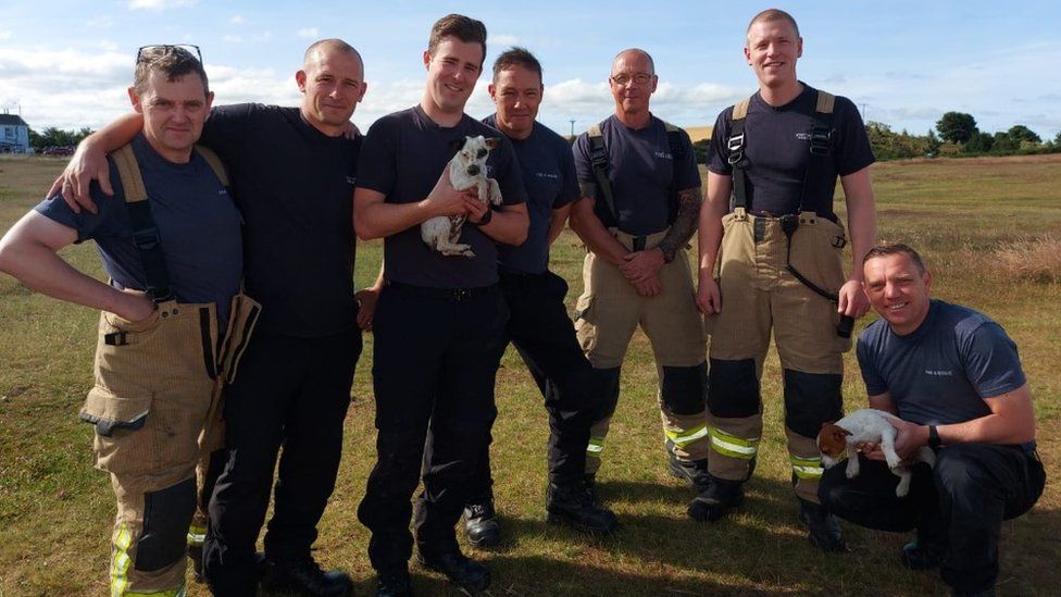 Missing puppy rescued from well by firefighters - BBC News