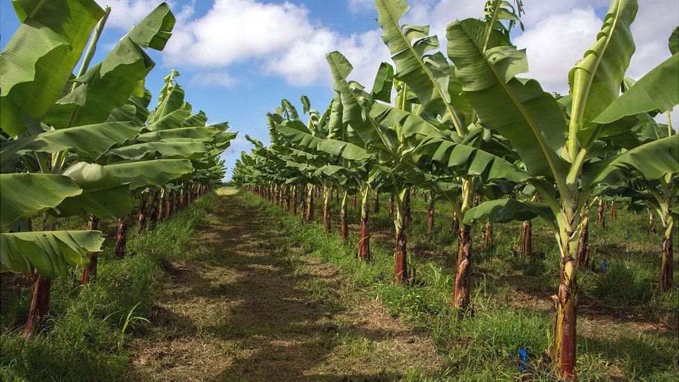 Guadeloupe banana plantation, 10 Apr 18