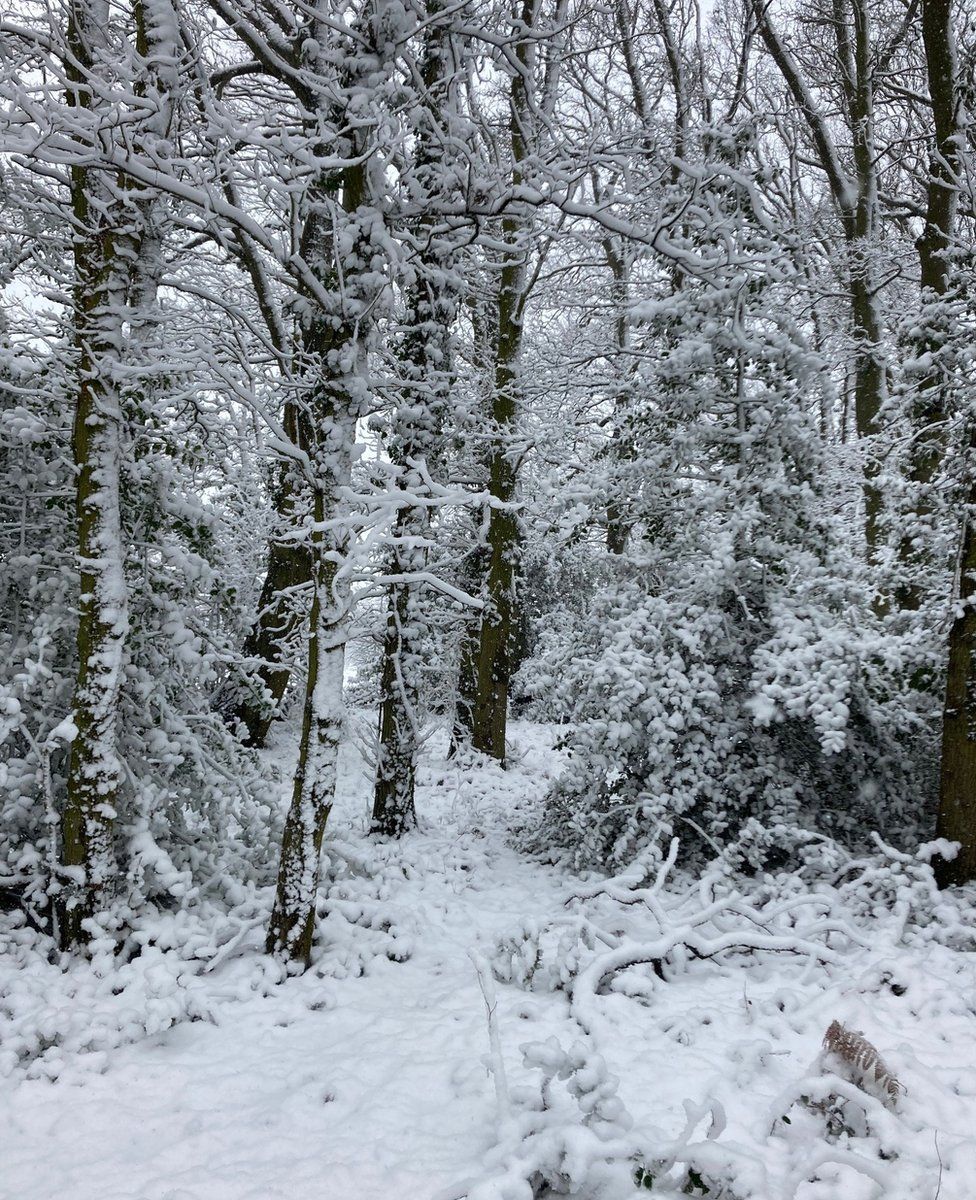 Snowy woodland
