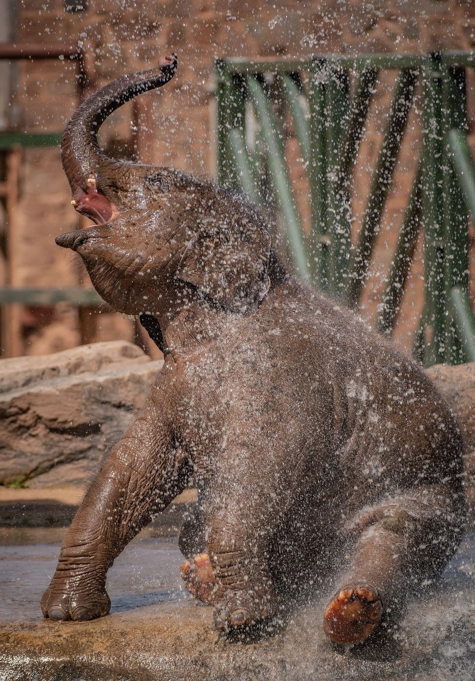 Indali the elephant calf playing