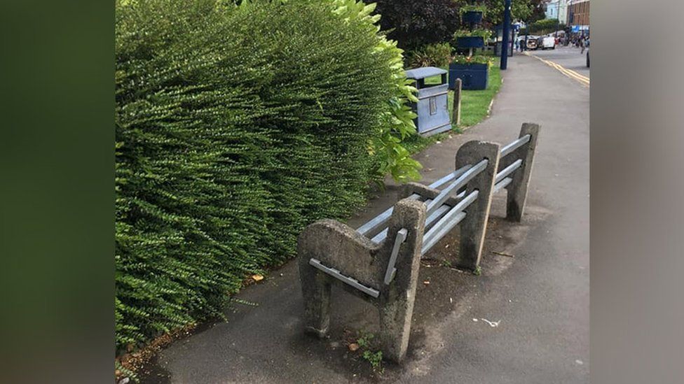 The bench faces a large privet