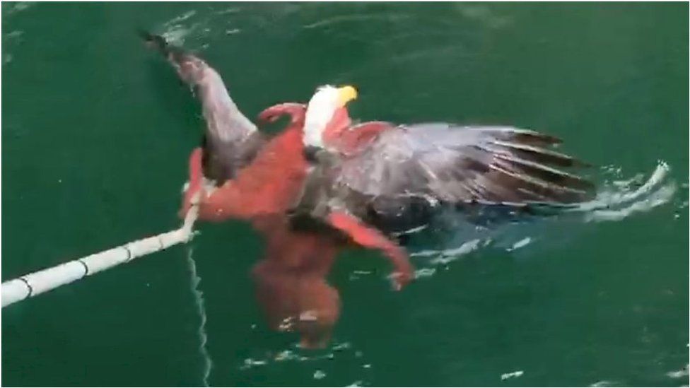 An eagle and octopus tussle