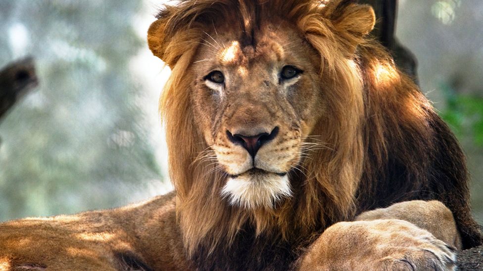 The Indianapolis Zoo's adult male lion Nyack