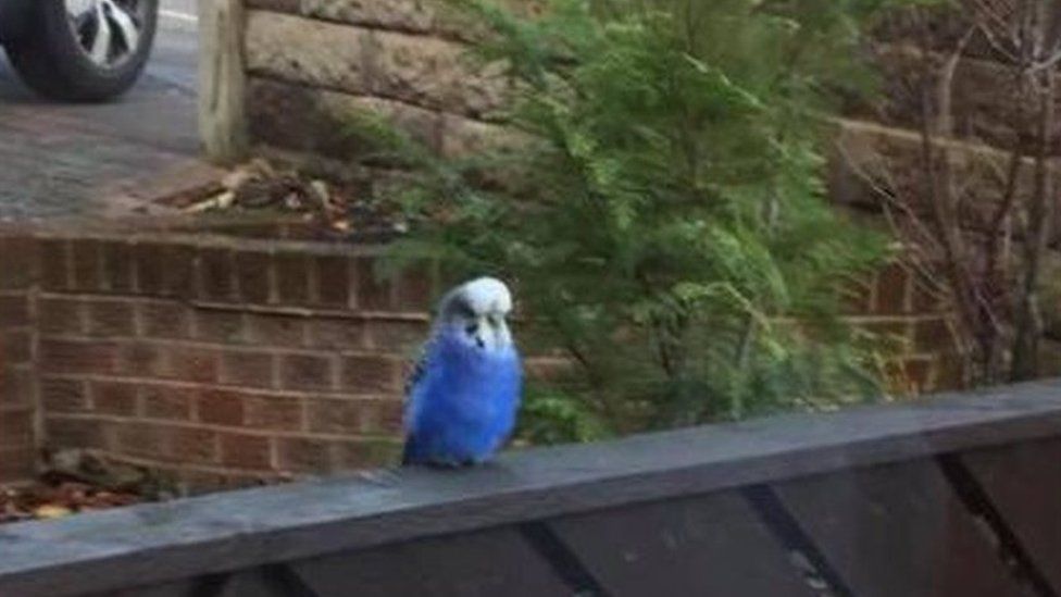 Budgie spotted in Sheffield
