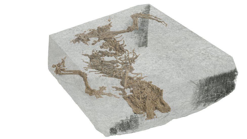 Digital image of the fossil
