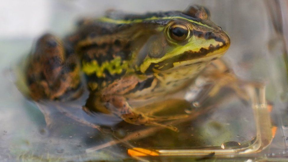 Northern pool frog