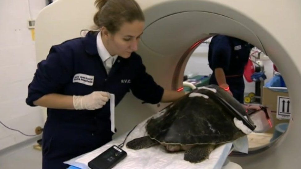 Menai receiving a CAT scan at the Royal Veterinary College